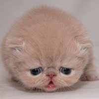 灰白色搞怪男生头像