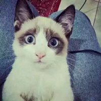 白边欧美女头像搞怪