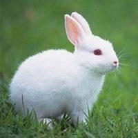 2018年属兔的吉祥物微信头像是什么