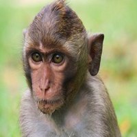属猴的人用微信头象
