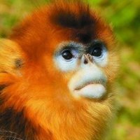 旺财运的微信头像属猴