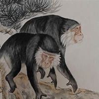 属猴转运图片头像 转运