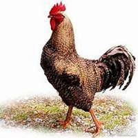 2019年属鸡微信吉利头像