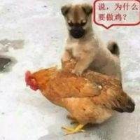 属鸡93年1女风水微信头像