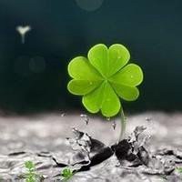 心型四叶草唯美头像