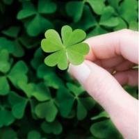 手拿四叶草女人头像