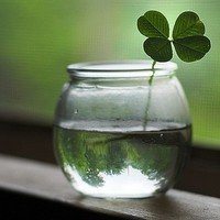 白底带四叶草图片头像