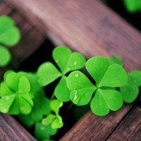 粉色四叶草头像图片