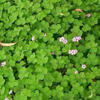 白底黑字四叶草图片头像