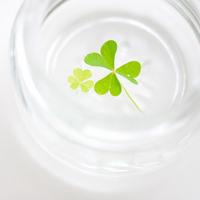 四叶草女生微信头像