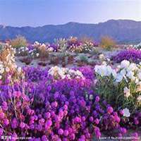 好看花海头像女背影图片