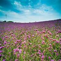 动漫女生花海紫色头像