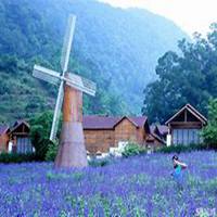 花海情侣头像一对两张