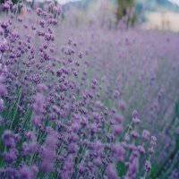 紫色花海女生头像背影