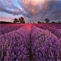 男生在花海中动漫头像