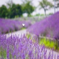 女生薰衣草花海头像