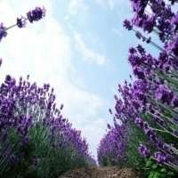 微信头像薰衣草花海