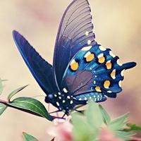 微信头像熏衣草花海