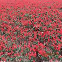 清纯女生花海头像