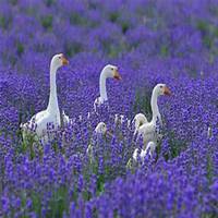 微信女生头像花海