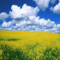 头像女生花海长发