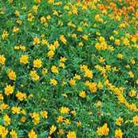 微信头像唯美花海