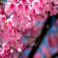 菊花花海头像