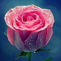 猫穿西装拿玫瑰头像