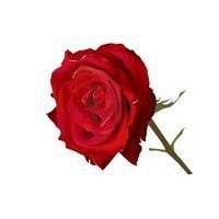 男拿玫瑰花动漫头像