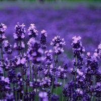 微信四姐妹带字头像白樱花薰衣草