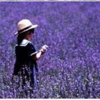 唯美女生头像薰衣草 唯美女生头像薰衣草