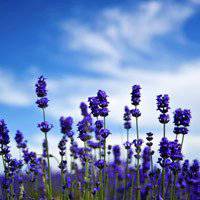 薰衣草女头像背影图片大全集