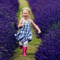 动漫薰衣草女生头像背影图片大全