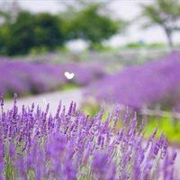 薰衣草动漫女生头像背影图片