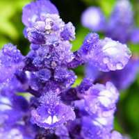 薰衣草微信女头像图片