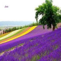 闺蜜四人头像蒲公英薰衣草