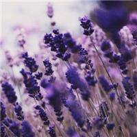 薰衣草唯美女孩头像带字