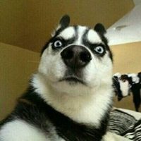 王逗逗小号头像