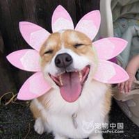 头像很火逗比情侣