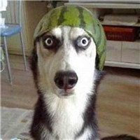 蝙蝠侠逗比头像