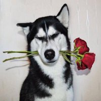 逗比头像女生高清