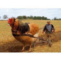 微信头像逗比可爱