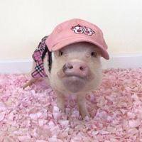 微信流行逗比头像