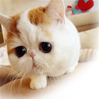 欧美微信减肥头像图片素材