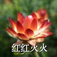 能带来好运微信头像