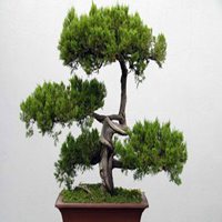 盆栽头像图片大全图片大全 盆栽头像图片大全图片大全