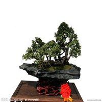 微信头像盆栽 微信头像盆栽