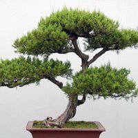 大盆栽图片微信头像 大盆栽图片微信头像