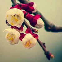 盆栽头像高清图片 盆栽头像高清图片