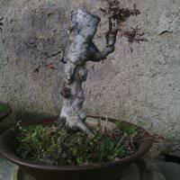 雨天盆栽唯美头像 雨天盆栽唯美头像